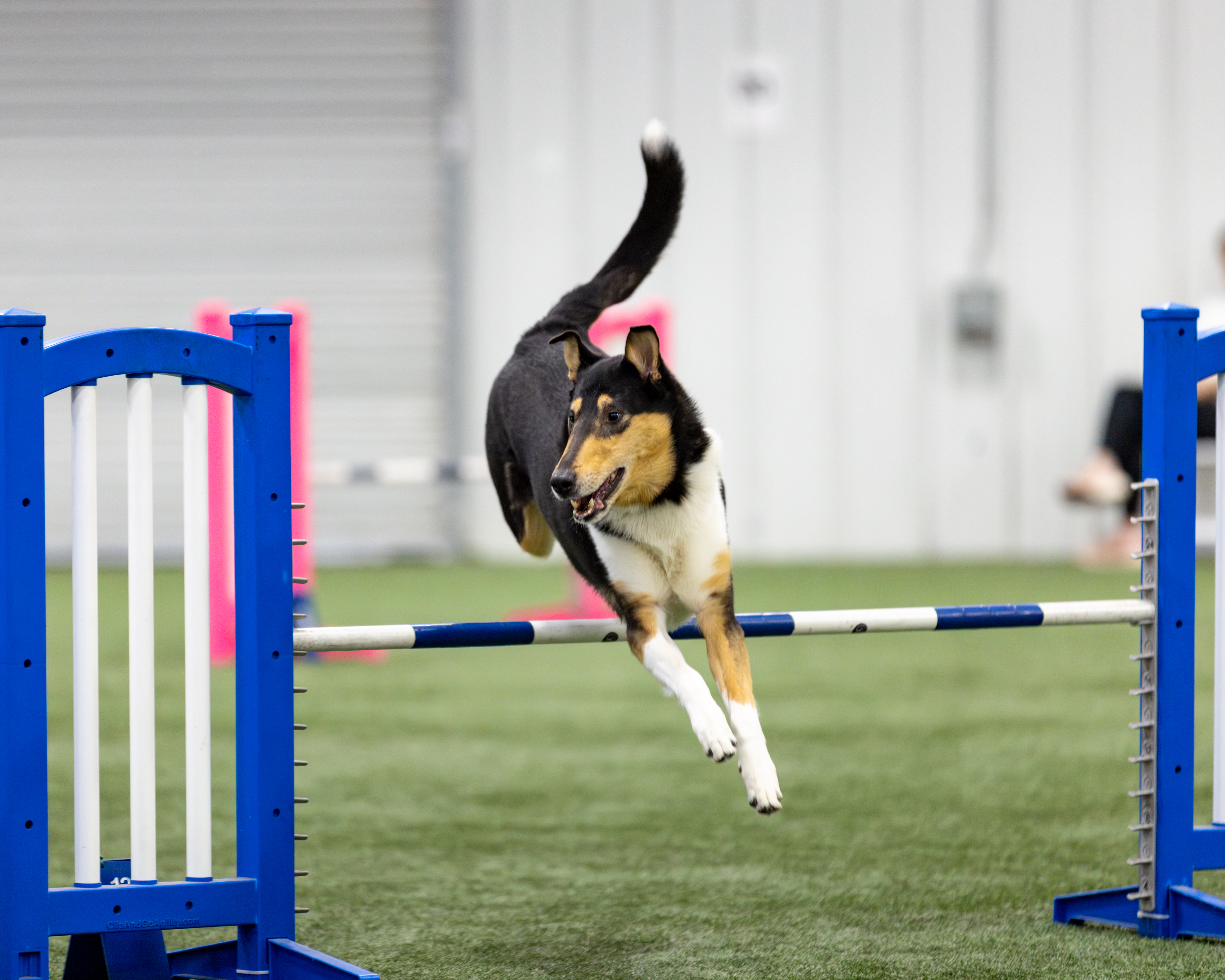 A tricolor smooth collie jumping over a blue agility hurdle during a competition indoors